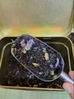 чай черный Ежевика с малиной
