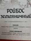 Ройбуш "Земляника"