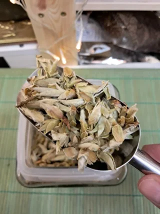 чай белый Гу Шу Бай Я ( Белые почки)