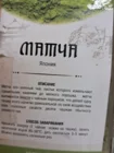 Чай зеленый Матча